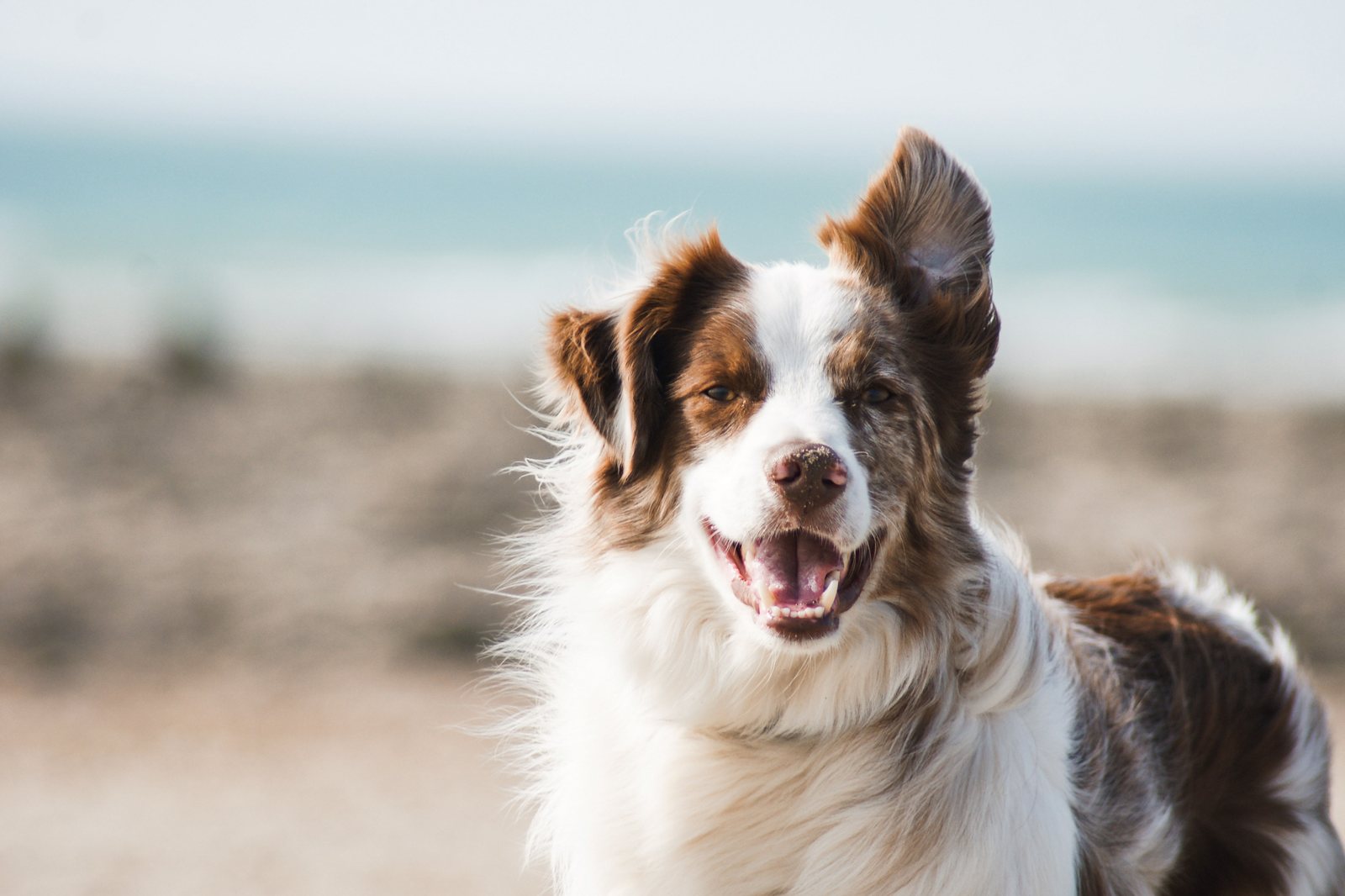 A border collie outdoors on a beach